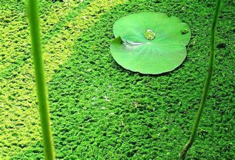 青苔水|藓類植物門